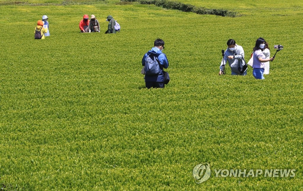 제주 녹차밭의 봄